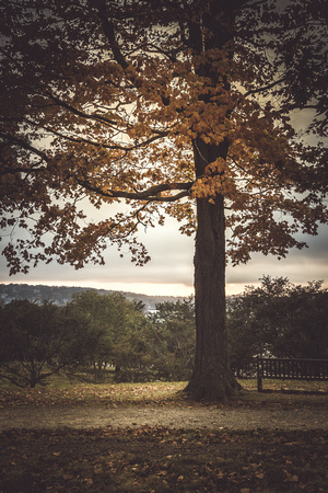 Autumn Light
