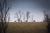 Winter Pasture